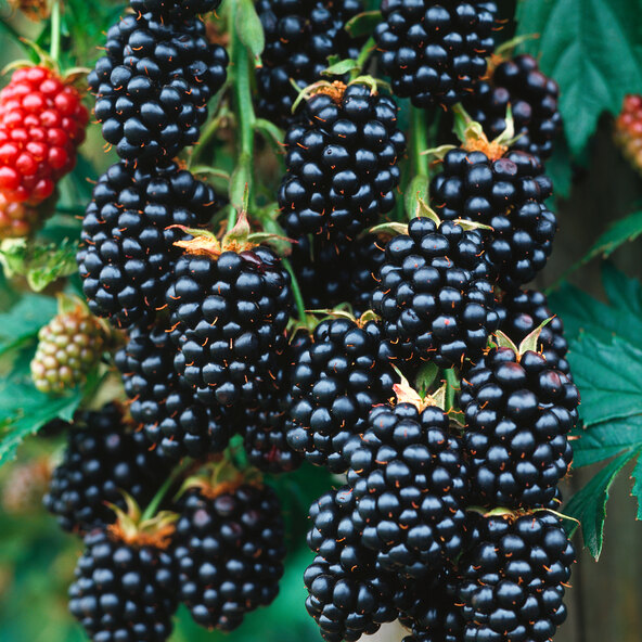 Tufe de fructe de pădure, set de 4