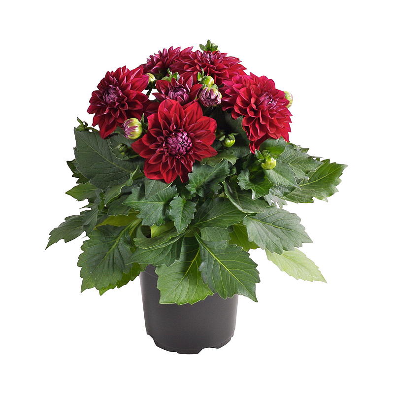 Sommardahlia P19 Dahlia, blandad