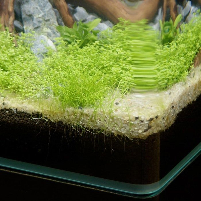 Kubus Curve 65l Basic Fish Aquarium - Aquatlantis