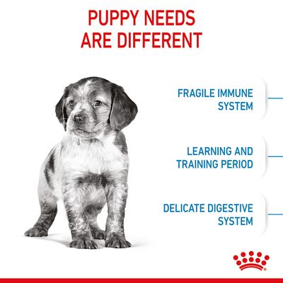 Royal Canin Cucciolo di taglia media