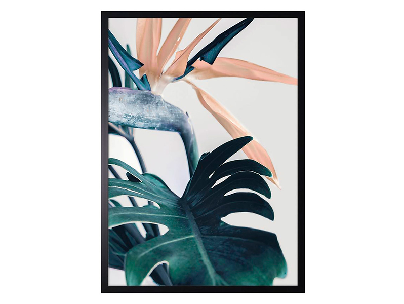 Obraz Monstera i Sterlicja No.2 50x70 cm