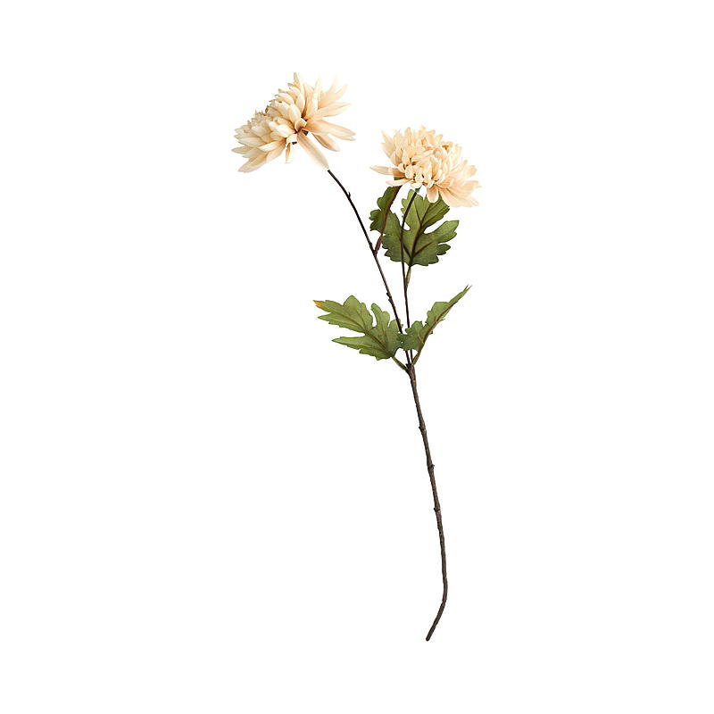 Chrysantheme für Zuhause, 56 cm Duo