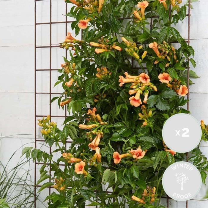 2x Campsis 'Indian Summer' – Rampicante – Tromba rampicante – Resistente – D15 cm – H55-65 cm