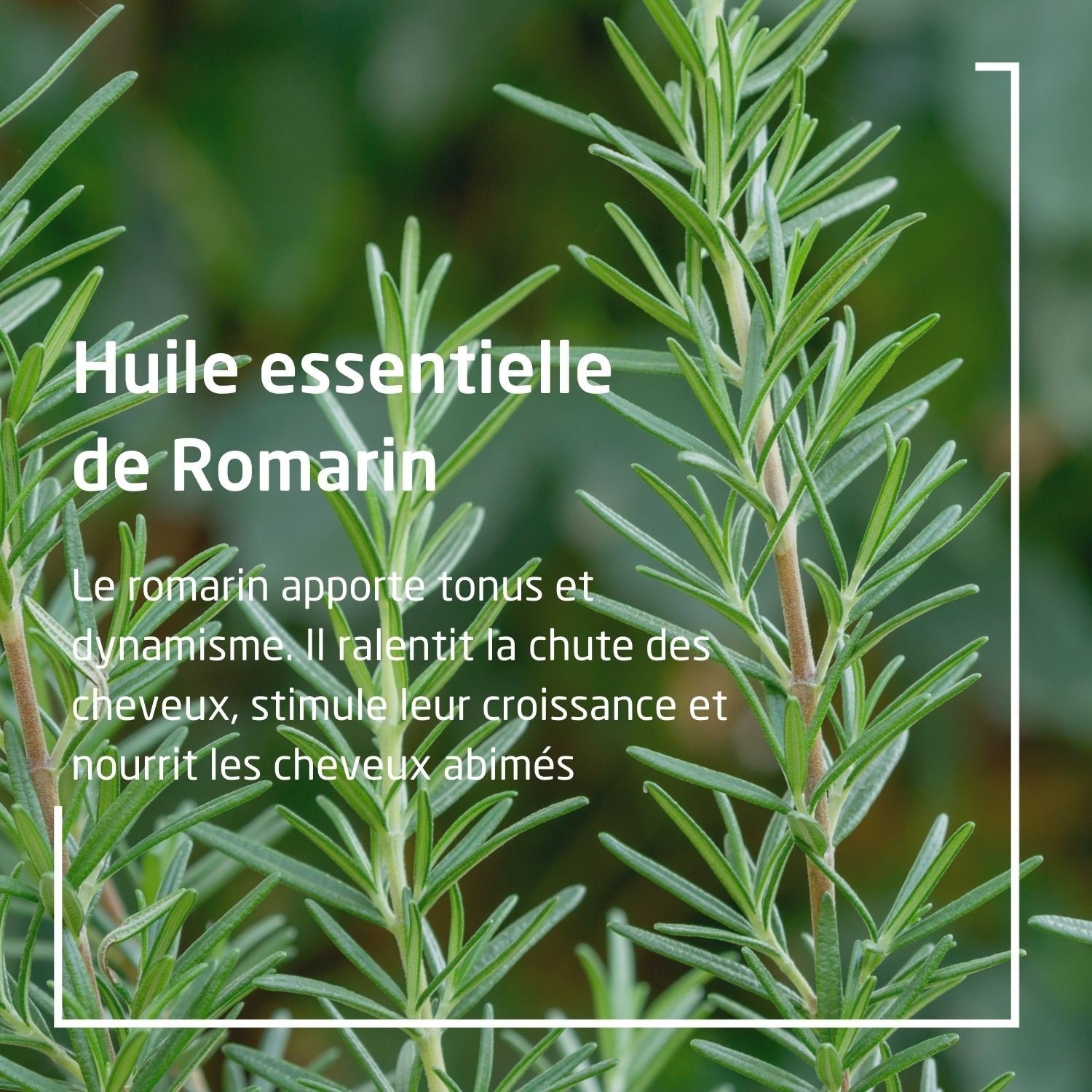 Weleda Bain tonifiant au Romarin - 200 ml