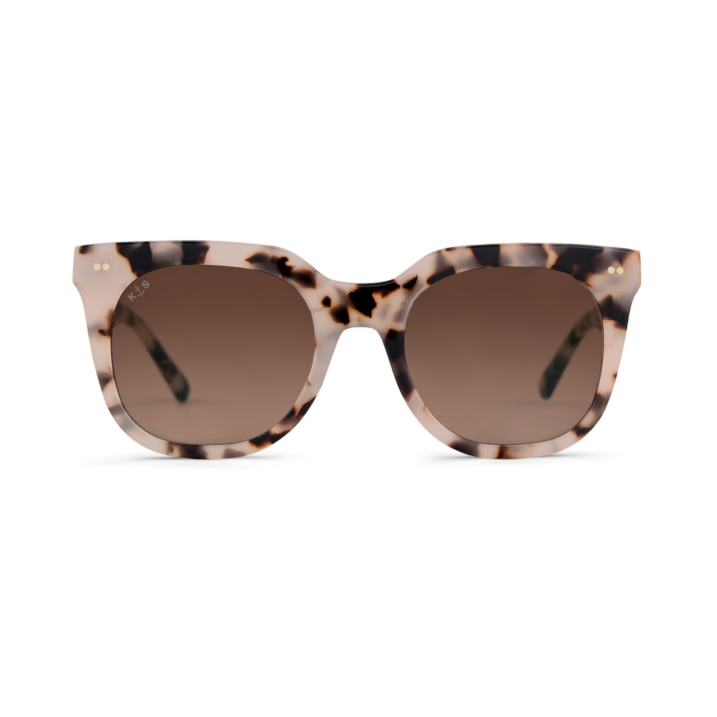 Tortue brune des sables de Florence