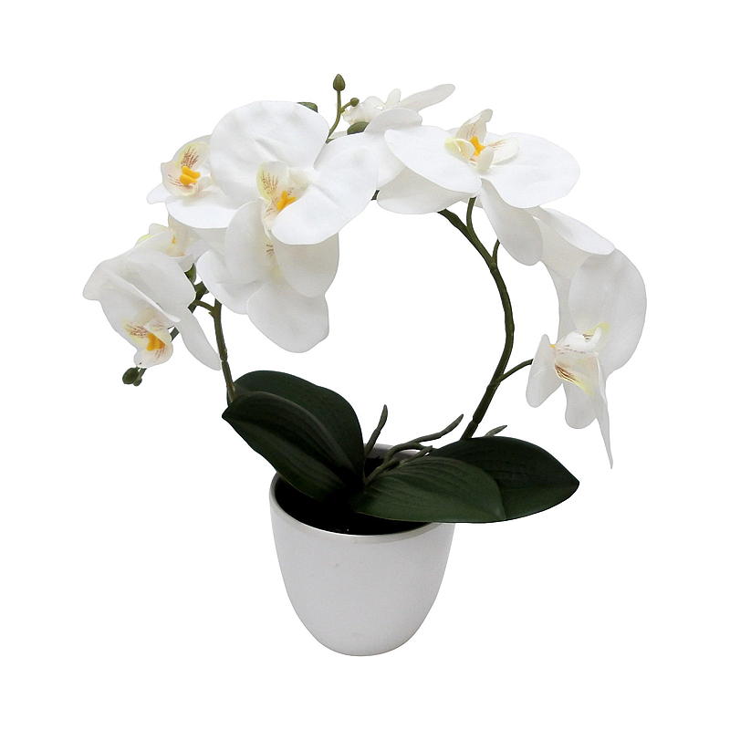 Orquídea de interior de 30 cm, en maceta, blanca.