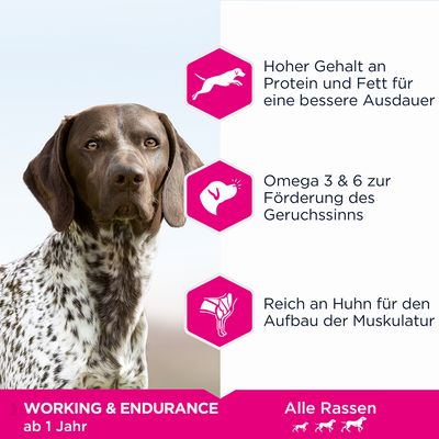 Eukanuba Daily Care – Arbeits- und Ausdauerpflege für Erwachsene