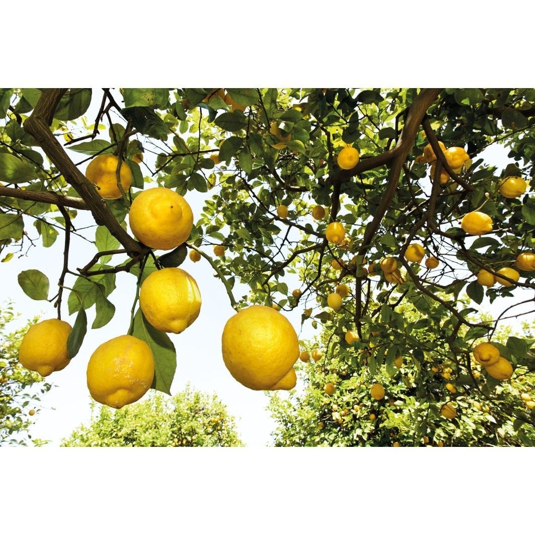 Weleda Handcreme Citrus Hand- und Nagelcreme - 50 ml