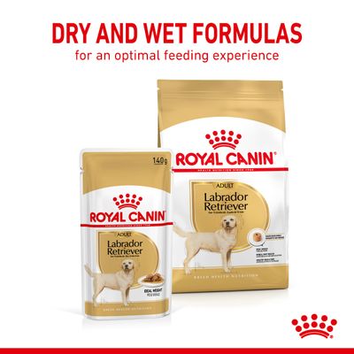 Royal Canin Labrador Retriever Adulto in Salsa