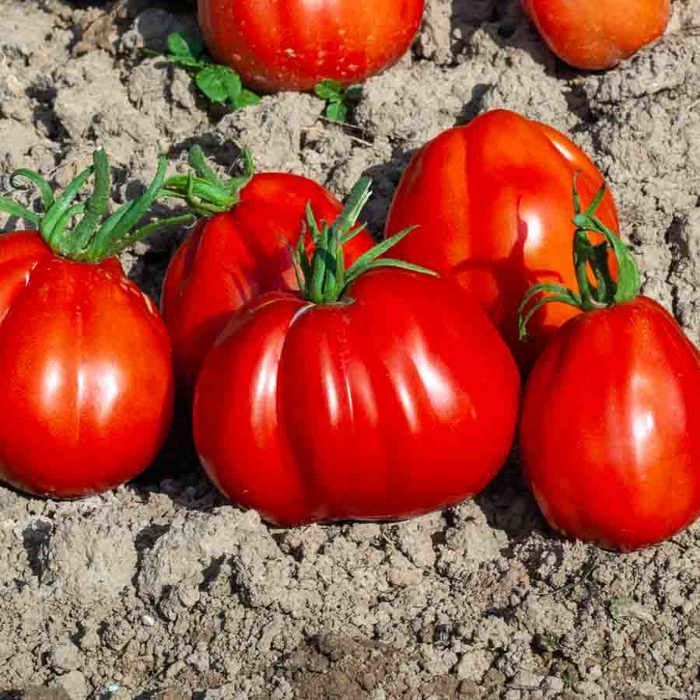 Semillas - Vilmorin - Tomate Corazón HF1 - Semillas Excepcionales