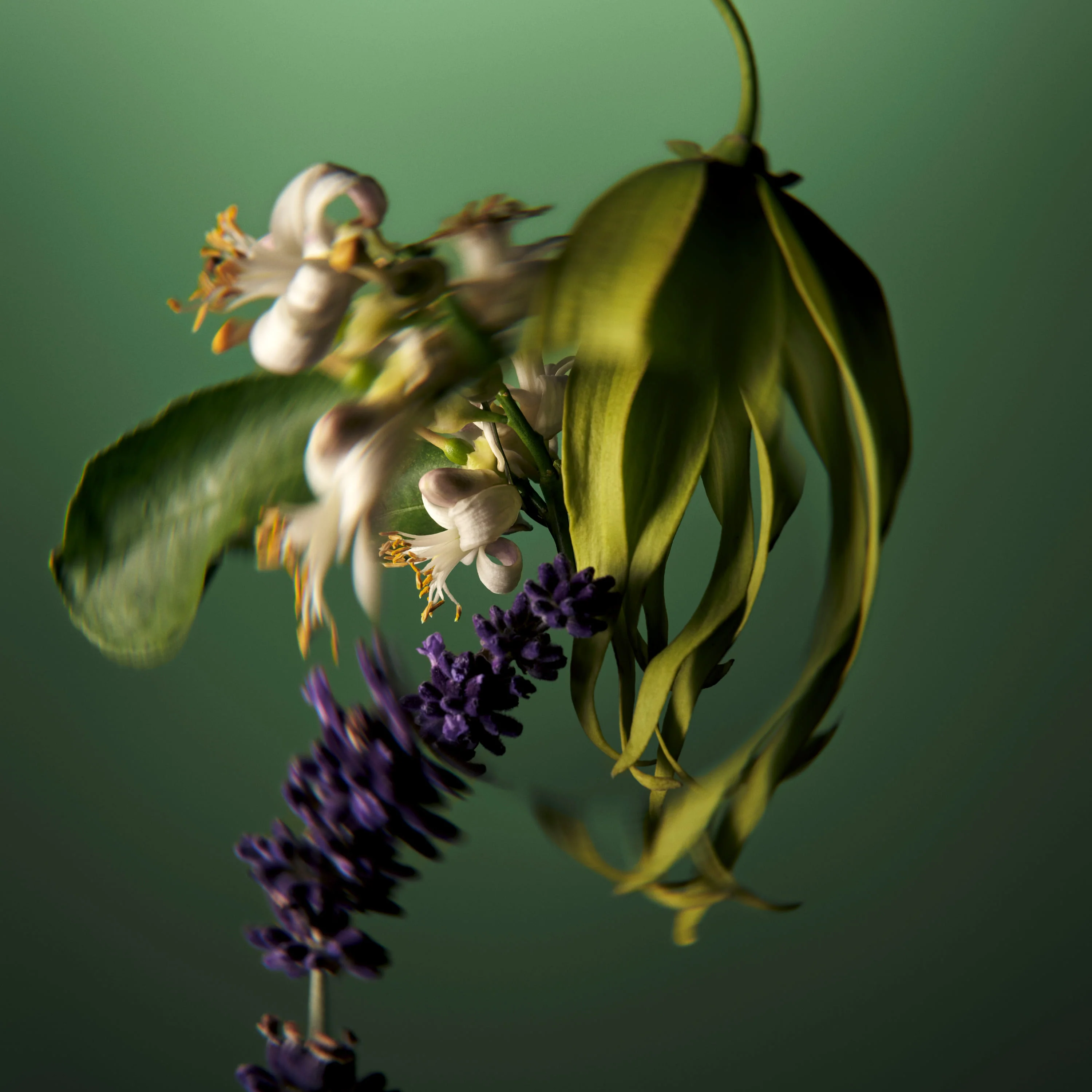 Styling Miraculous Oil - Olio Capelli