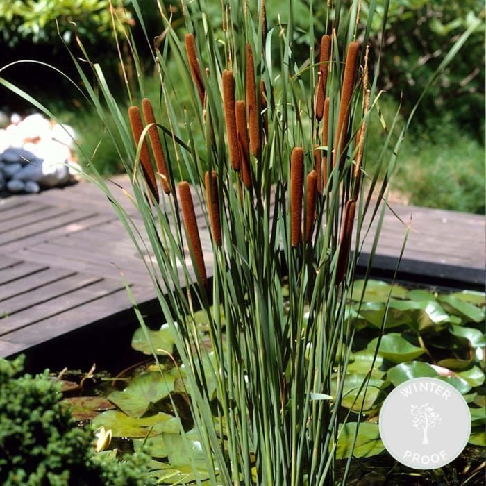 Typha latifolia - Junco - Planta de estanque - Resistente - D9 cm - H15-25 cm