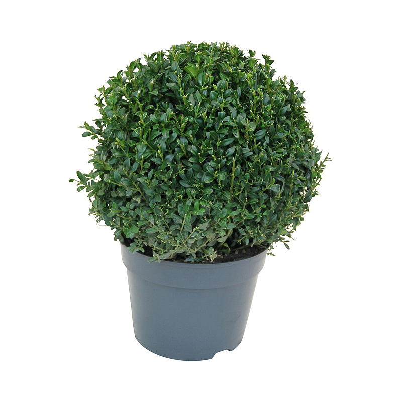 Buxbomsklump P19, Buxus semper