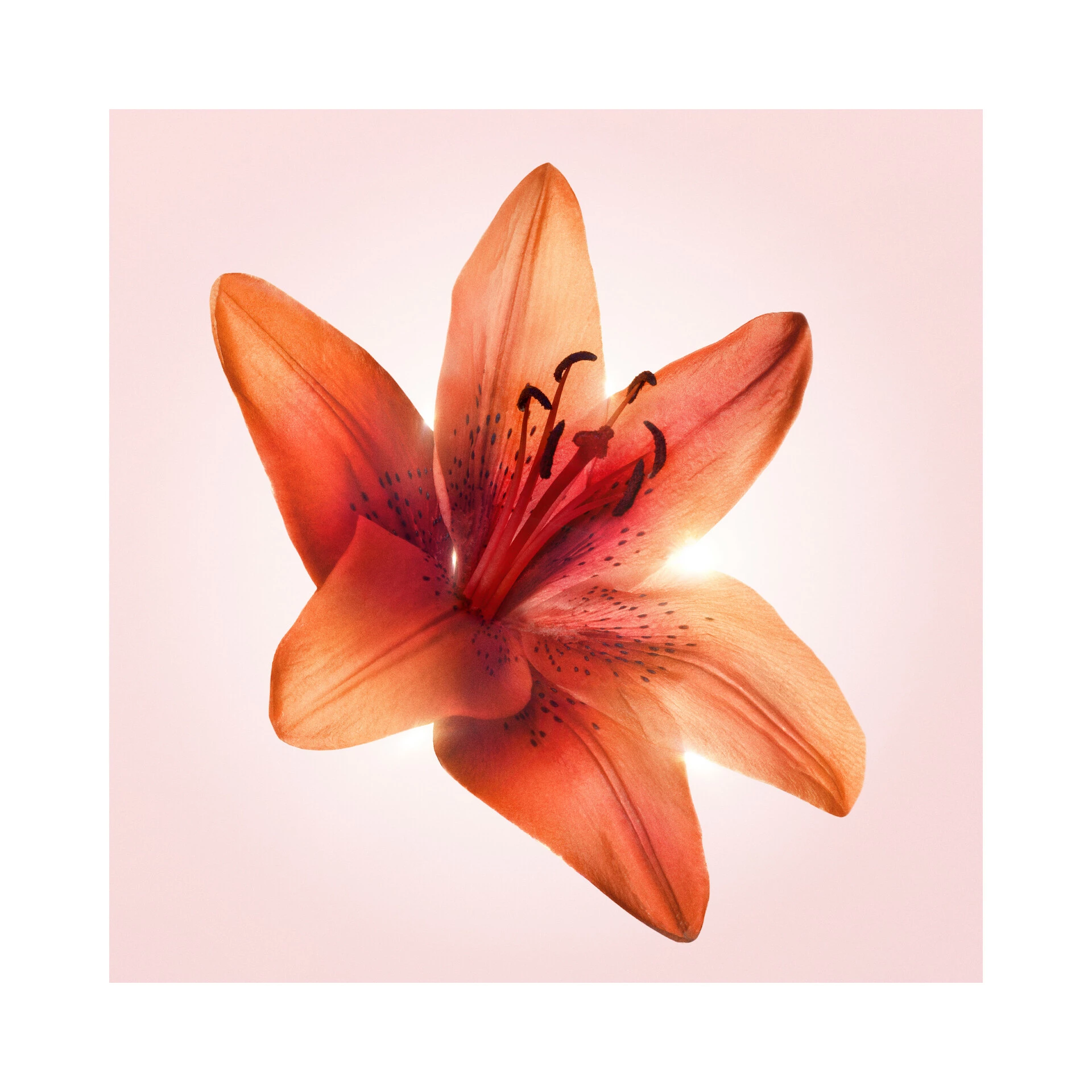 Viktor&Rolf Flowerbomb Tiger Lily EDT 50 ml