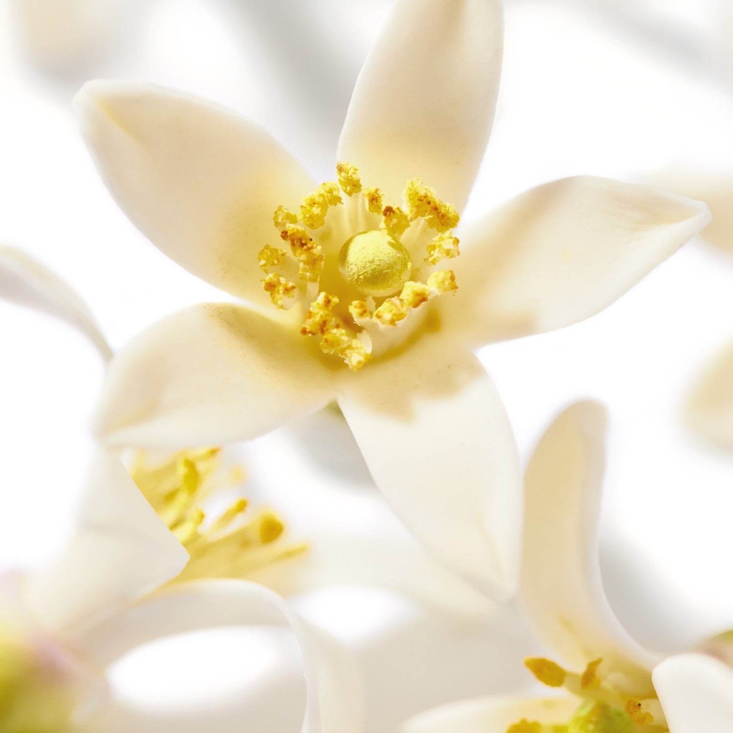 NUXE Néroli Le parfum