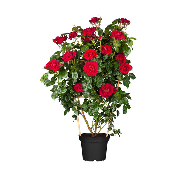 Muttertags-Special, 3 darabos készlet