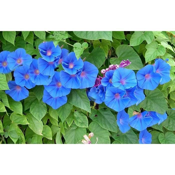 40 Blue Morning Glory Seeds - climbing flowers for vegetable gardens - organic method