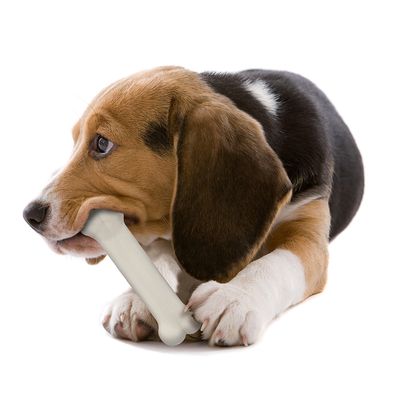 Žvýkací sada pro psy Nylabone Puppy Chew Starter Kit