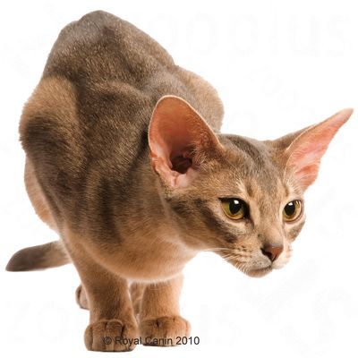 Royal Canin Protein Demanding