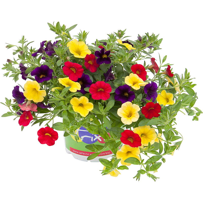 Liten petunia P12 Calibrachoa
