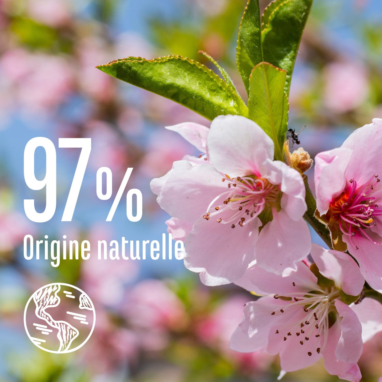 Le Petit Marseillais Shampooing Douceur & Éclat Amande Douce et Graines de Lin Bio