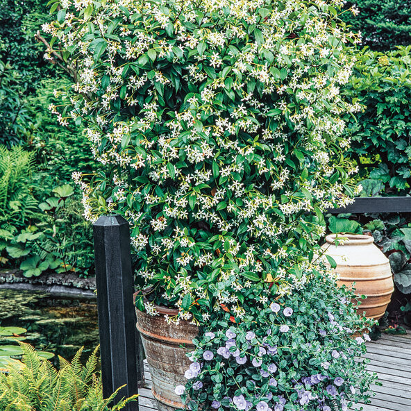 Iasomie stea „Bella Mamma”, 90–100 cm