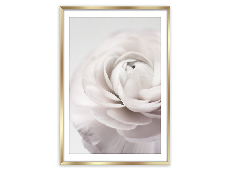 Obraz w ramie Peonia 50x70 cm