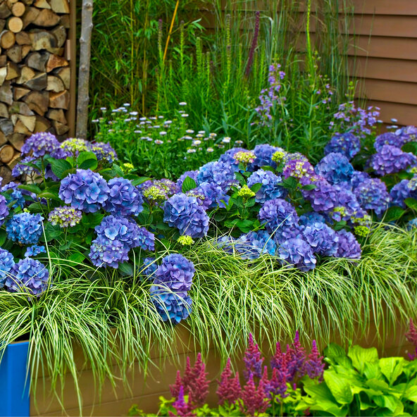 Grootbladige hortensia King Size Blauw