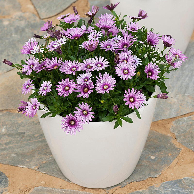Marguerite P19, colorée