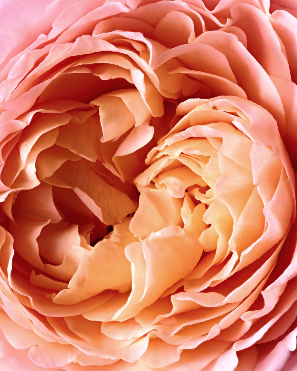 REMINISCENCE Rose Tentation Eau de Parfum