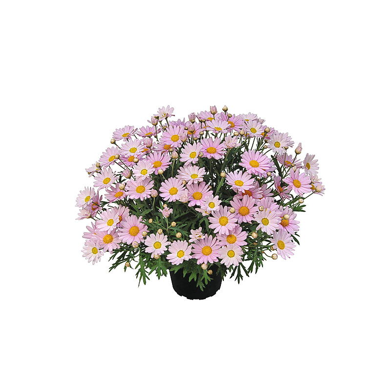 Margueritbusk P19, farvet