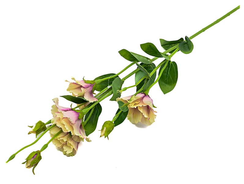 Eustoma gałązka 80 cm beżowa