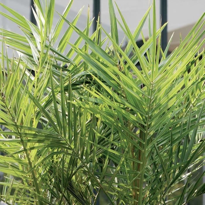 Juego de 2 palmeras datileras de las Islas Canarias (Phoenix canariensis) - BLOOMIQUE - Resistentes - Diámetro 19 cm - Altura 80-100 cm