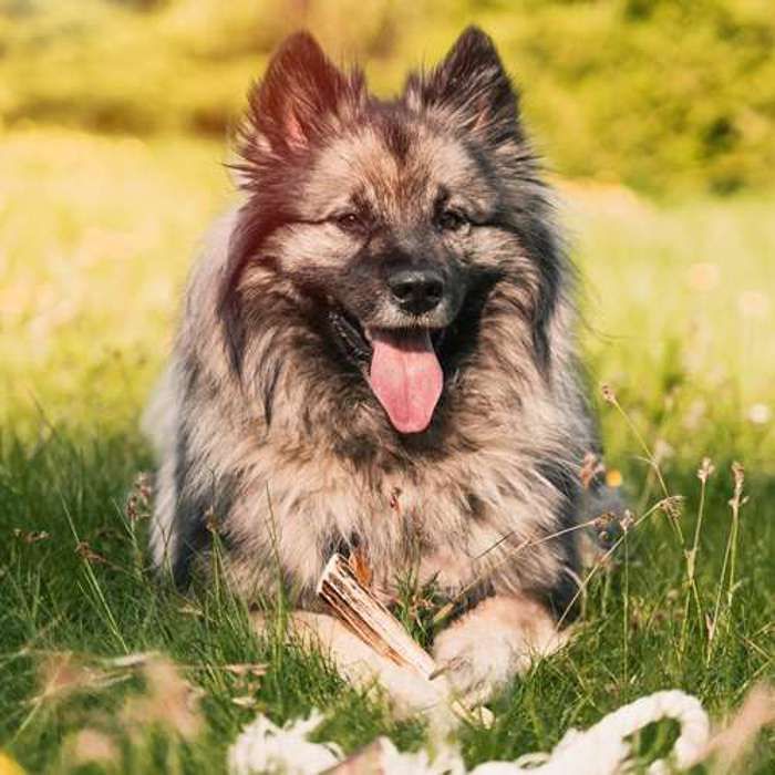 RF - DEER Bois de Daim XL, 81-120g, 18-21 cm, Soft, 100% Naturel Bâtonnets Jouets à mâcher pour Chiots et Chien
