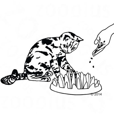 NORTHMATE® Catch Katzenfutterautomat
