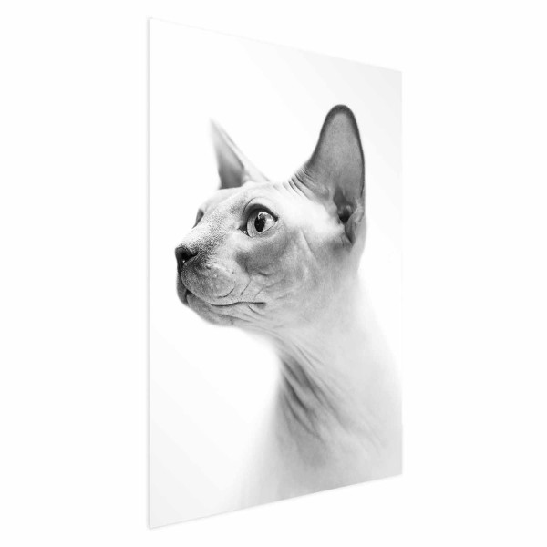 Plakat Bezwłosy kot 21x30 cm