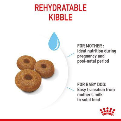 Royal Canin Maxi Starter Mother & Babydog
