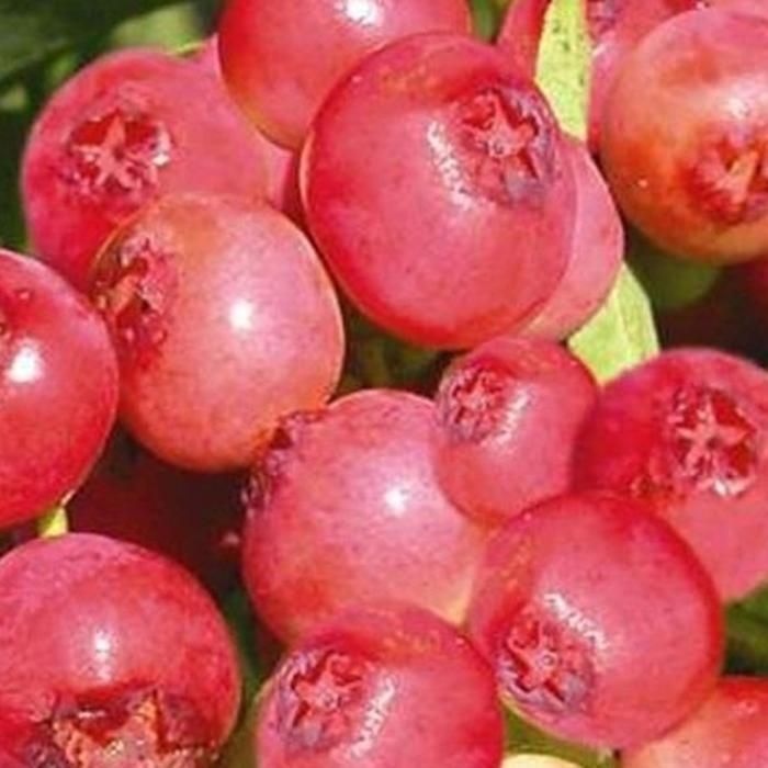 Arándano 'Pink Berry' - Vaccinium corymbosum 'Pink Berry' 50/60 cm