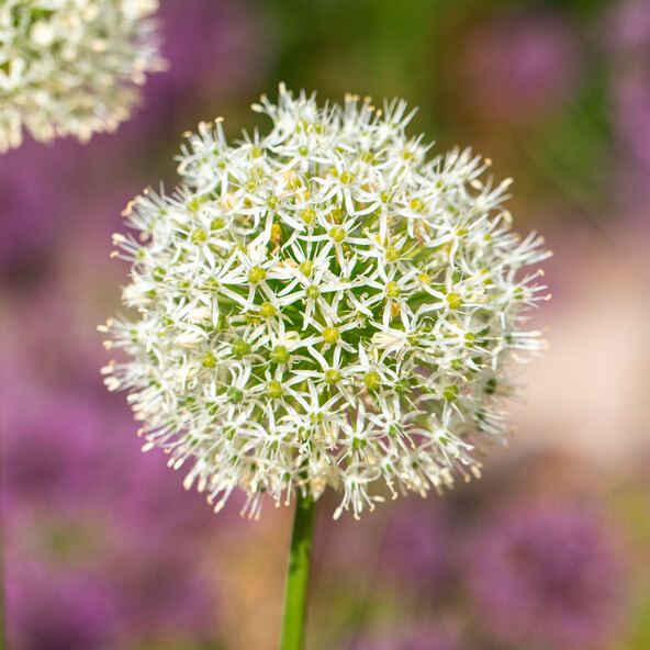 Óriás póréhagyma, 3 db-os készlet