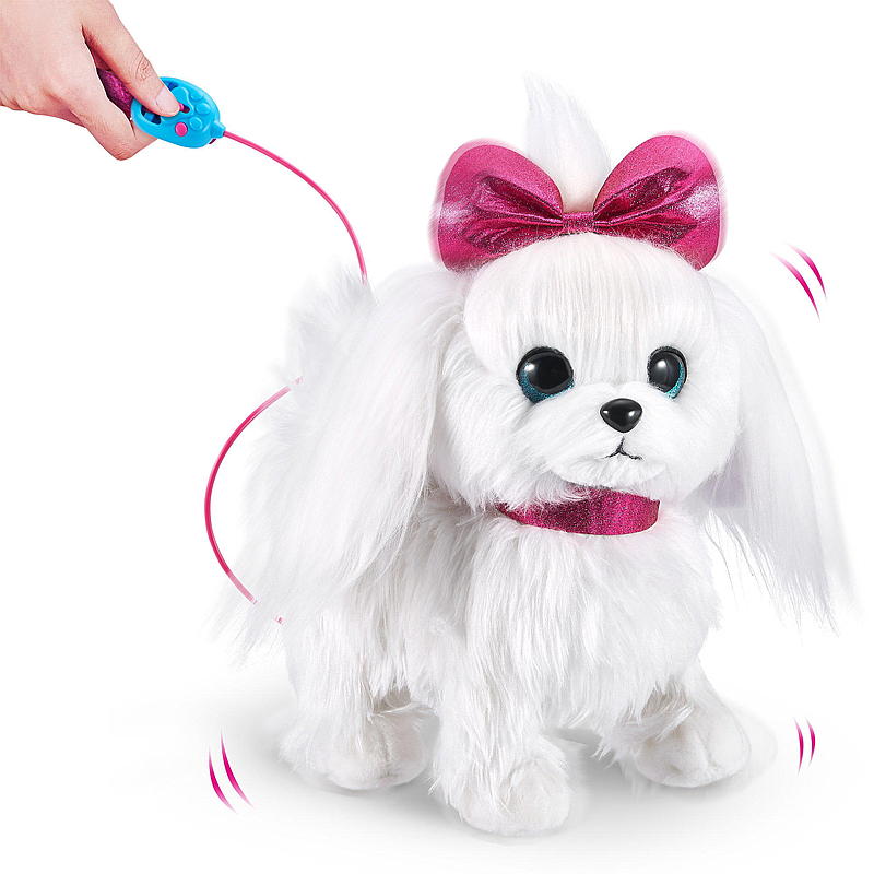 Chiot Zuru, promenade avec chiot, animal de compagnie vivant