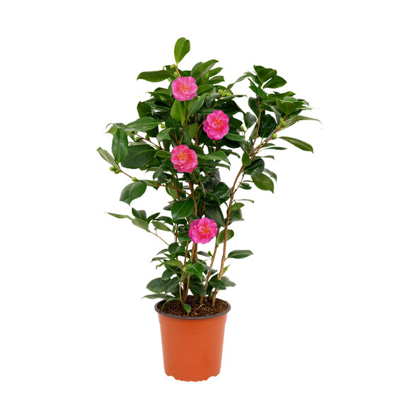 Gartenkamelie, roz