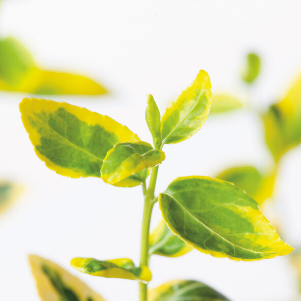 Fusarul Euonymus Fortunei, galben