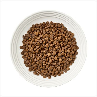 Encore Cat Kip met Zalm