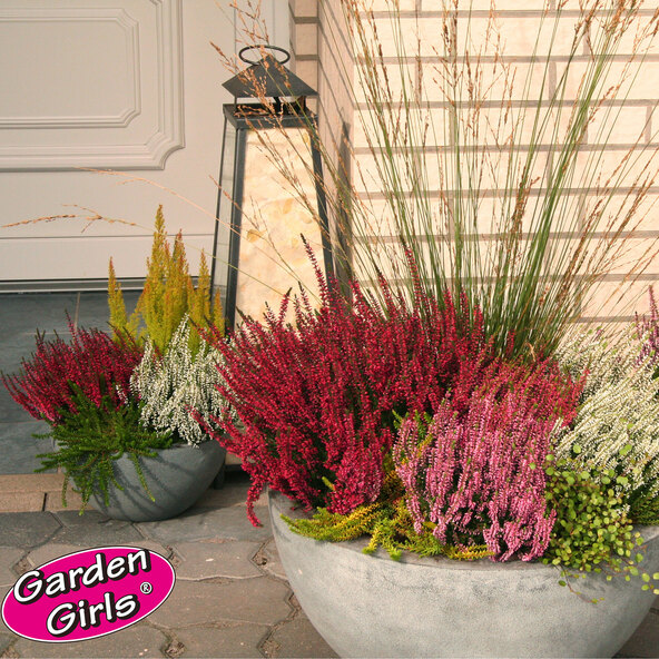 Knospenheide Gardengirls®, set de 6