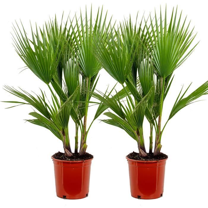 2x Washingtonia Robusta - Palmier Mexicain - Palmier Extérieur - Persistant – D21 cm - H80-100 cm