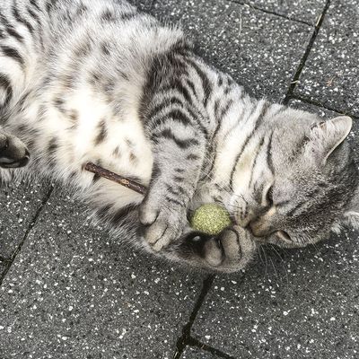 Aumüller Silver Vine Dental Lollipop Cat Treat