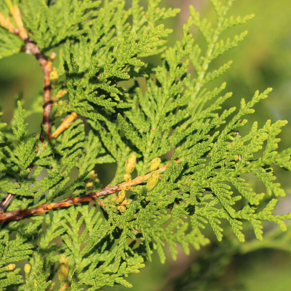 Thuja Brabant, συσκευασία 20 τεμαχίων + λίπασμα