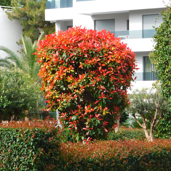 Glanzmispel Triple Rouge 3er-Σετ