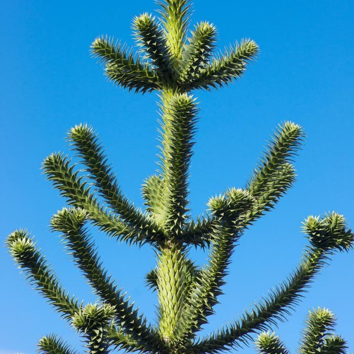 Araucaria Chilena - Araucaria araucana 15/20cm Maceta 2.5L