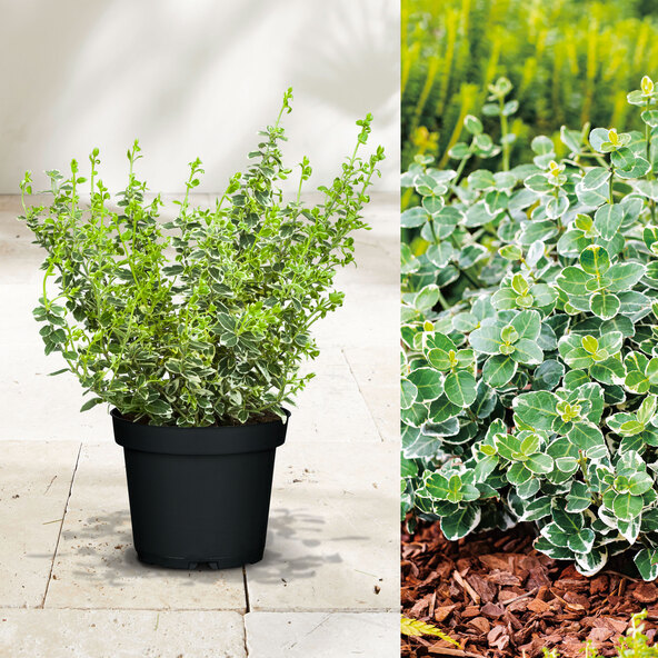 Ατρακτοειδές δέντρο Euonymus Fortunei, λευκό